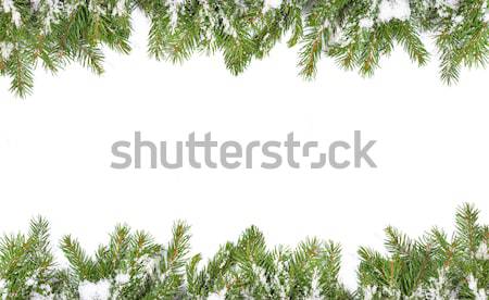 Karácsony váz hó izolált fehér erdő Stock fotó © bloodua