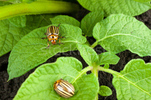 Colorado potato beetle Stock photo © bloodua