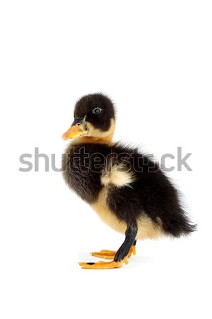 黑色 小 小鴨 孤立 白 春天 商業照片 © bloodua