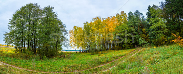 Automne forêt panorama solitaire belle arbre [[stock_photo]] © bloodua