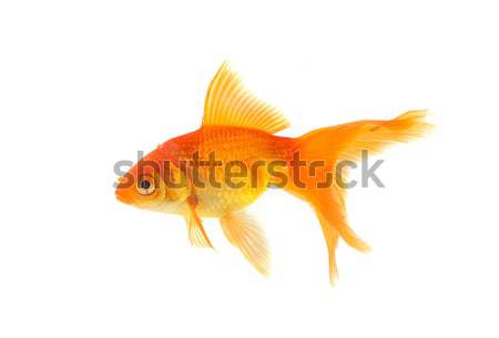 Goldfish or poissons isolé blanche nature [[stock_photo]] © bloodua