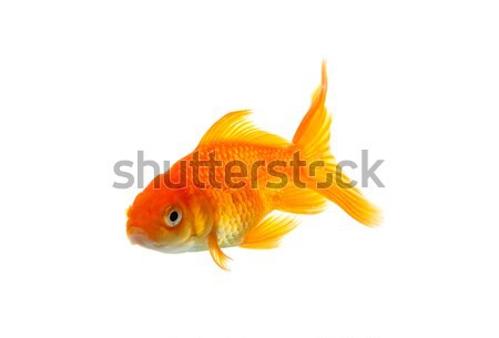 Goldfish золото рыбы изолированный белый природы Сток-фото © bloodua