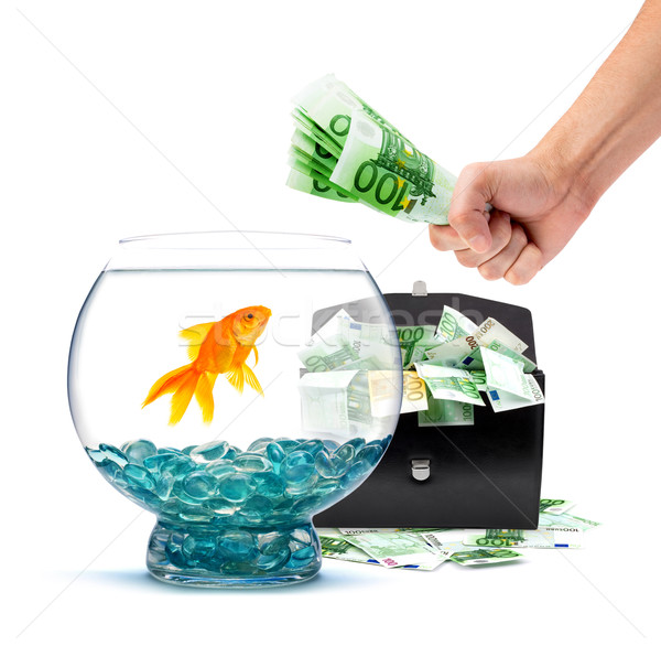 Goldfish with money  Stock photo © bloodua