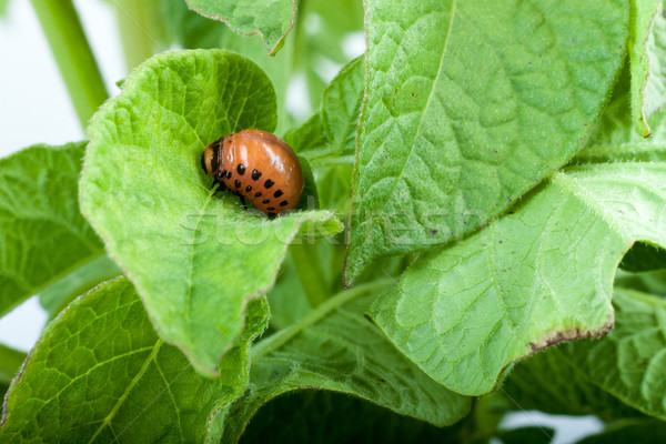 Colorado aardappel kever groene bladeren wereld blad Stockfoto © bloodua