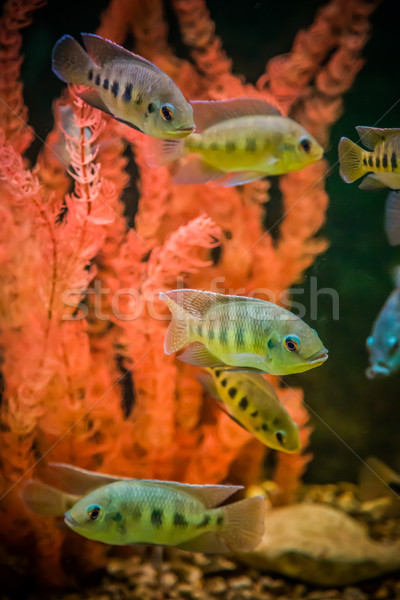 淡水 水族館 綠色 美麗 熱帶 商業照片 © bloodua