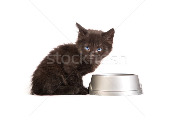 Stok fotoğraf: Siyah · kedi · yavrusu · yeme · kedi · gıda · beyaz