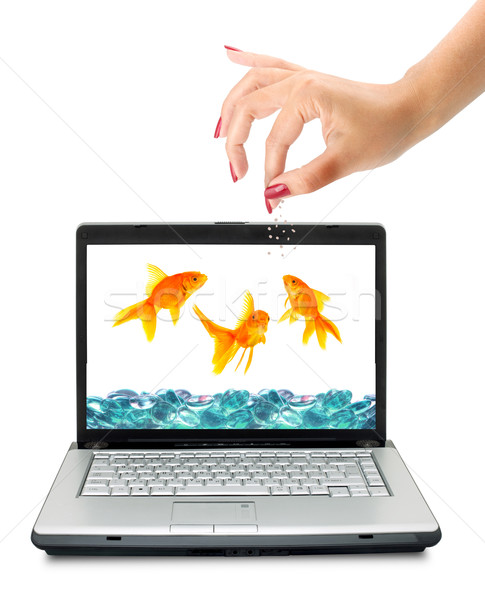 Stock foto: Goldfisch · Aquarium · isoliert · weiß · Frau · Hand