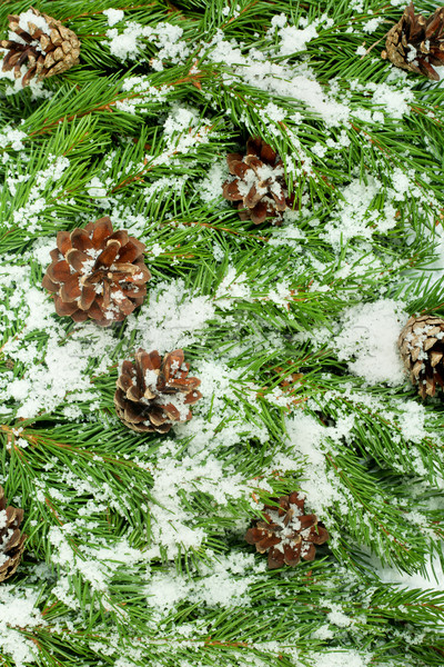 Natal quadro neve isolado branco fundo Foto stock © bloodua