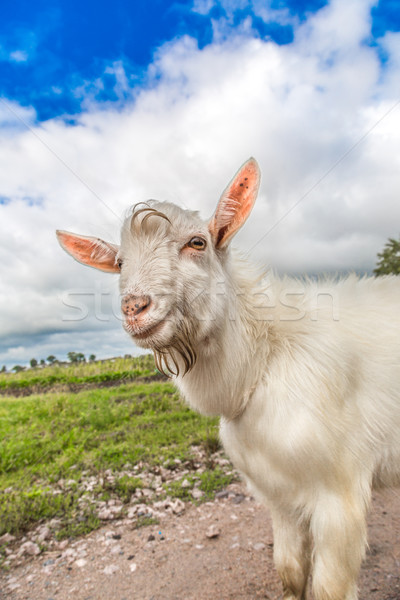 Portrait of a goat eating a grass on a green meadow Stock photo © bloodua