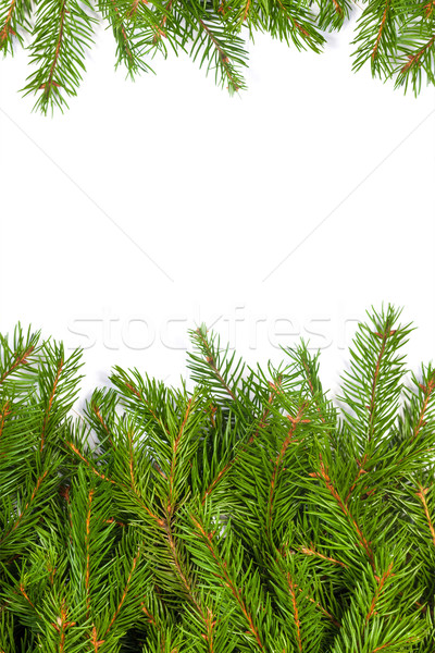 Christmas struktura zielone odizolowany biały drzewo Zdjęcia stock © bloodua