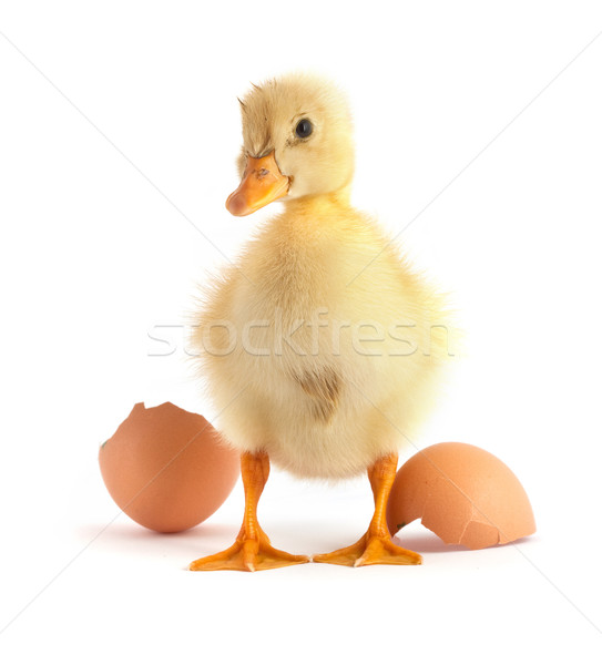 Stock photo: Yellow small duck