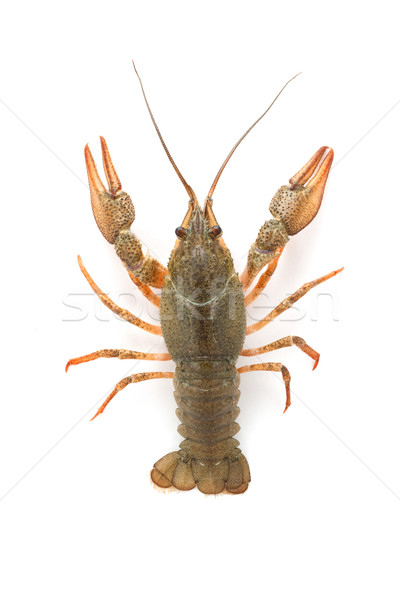 River raw crayfish  Stock photo © bloodua