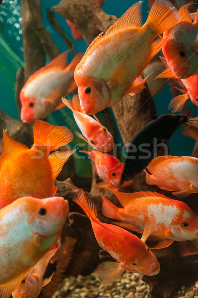 Tropicali d'acqua dolce acquario grande rosso pesce Foto d'archivio © bloodua