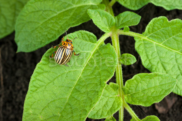 Colorado potato beetle Stock photo © bloodua