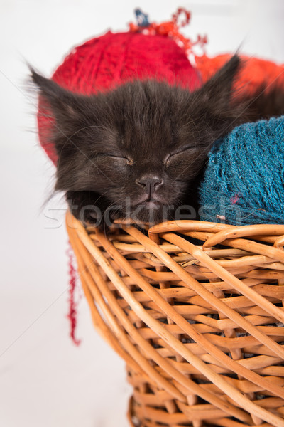 Zwarte kitten spelen Rood bal garen Stockfoto © bloodua