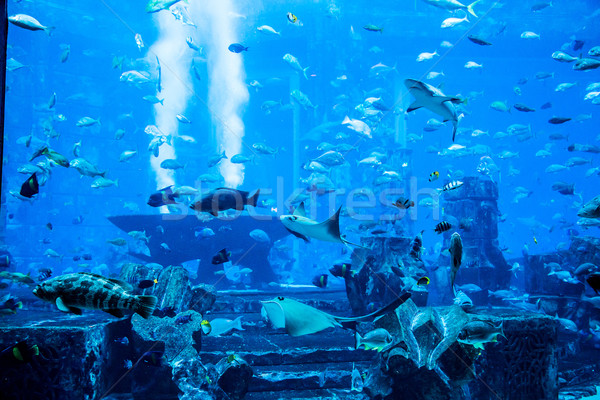 Aquarium tropische vissen koraalrif foto Dubai water Stockfoto © bloodua