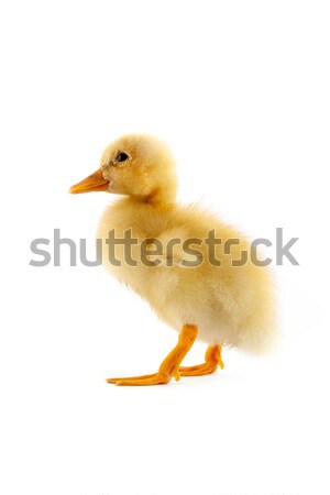 The yellow small duckling Stock photo © bloodua