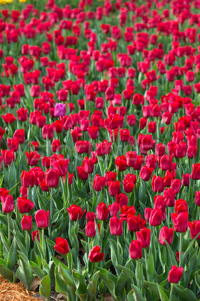 Flor tulipa campo holandês belo Foto stock © bloodua