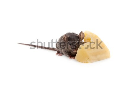 Mouse and cheese Stock photo © bloodua