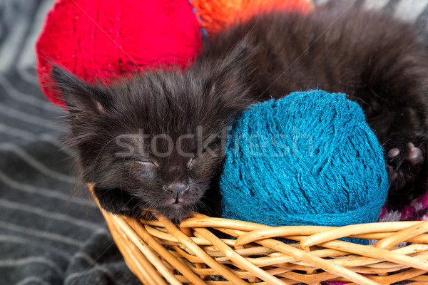 Stockfoto: Zwarte · kitten · spelen · Rood · bal · garen