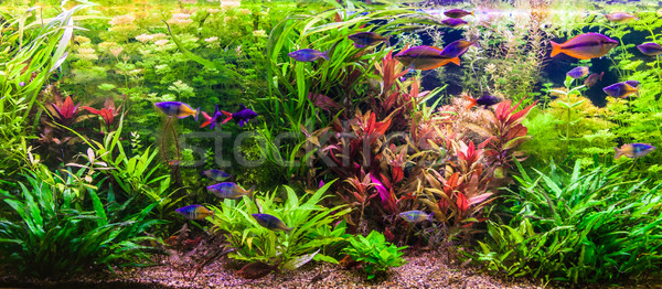 淡水 水族館 緑 美しい 熱帯 ストックフォト © bloodua