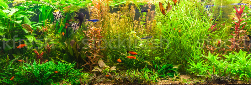 Süßwasser- Aquarium Fische grünen schönen tropischen Stock foto © bloodua