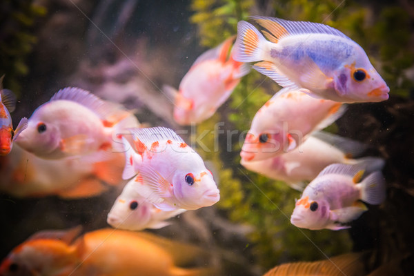 Ttropical freshwater aquarium with fishes Stock photo © bloodua