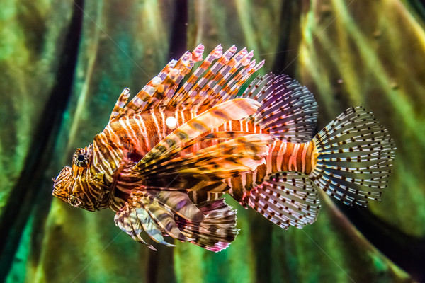 Close up view of a venomous Red lionfish Stock photo © bloodua