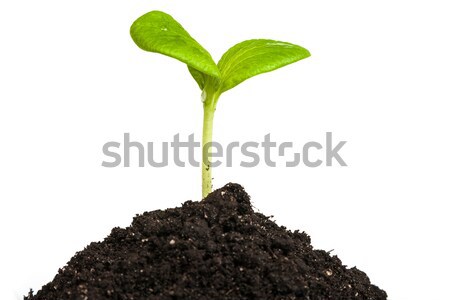 Stockfoto: Hoop · vuil · groene · plant · spruit · geïsoleerd