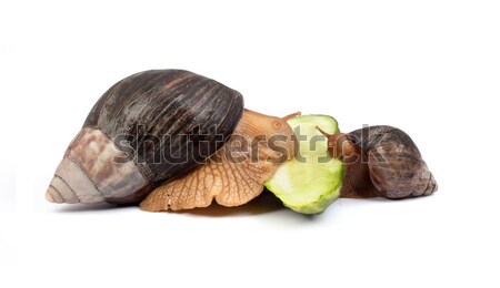 Snails Stock photo © bloodua