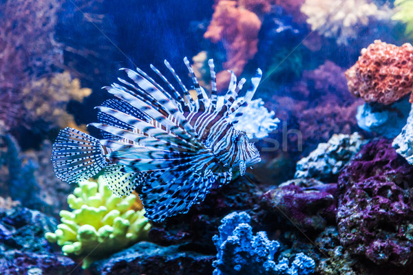 Foto stock: Vista · venenoso · rojo · Dubai · acuario