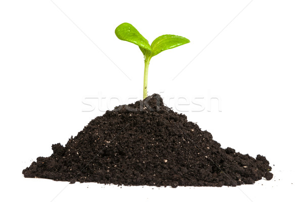 Heap dirt with a green plant sprout isolated Stock photo © bloodua