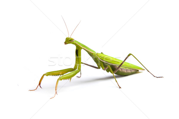 Mantis isolated on a white background Stock photo © bloodua