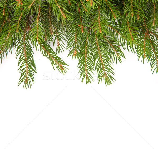 Natale verde isolato bianco albero Foto d'archivio © bloodua