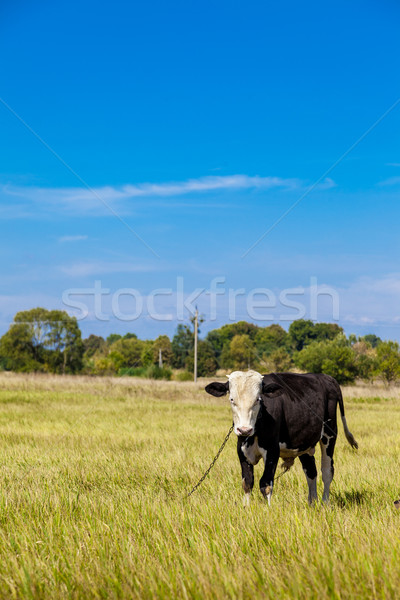 Cow Stock photo © bloodua