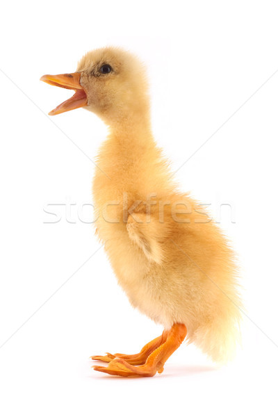 The yellow small duckling Stock photo © bloodua