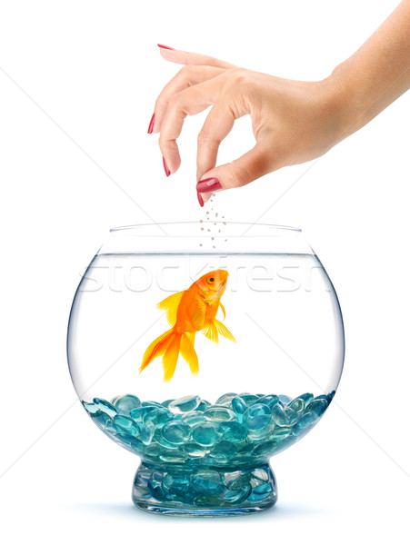 Peixe-dourado aquário isolado branco mulher mão Foto stock © bloodua