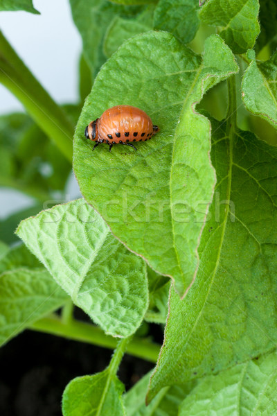 Colorado potato beetle Stock photo © bloodua