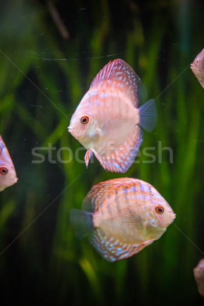 Aquarium with tropical fish of the Symphysodon discus spieces Stock photo © bloodua