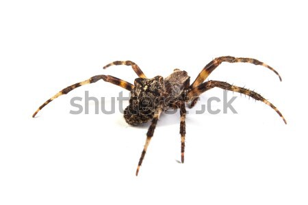 Spider большой коричневый природы фон животного Сток-фото © bloodua