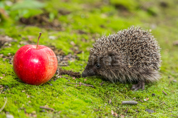 Igel schauen Essen Garten Baby Stock foto © bloodua