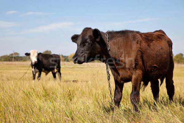 Cows Stock photo © bloodua