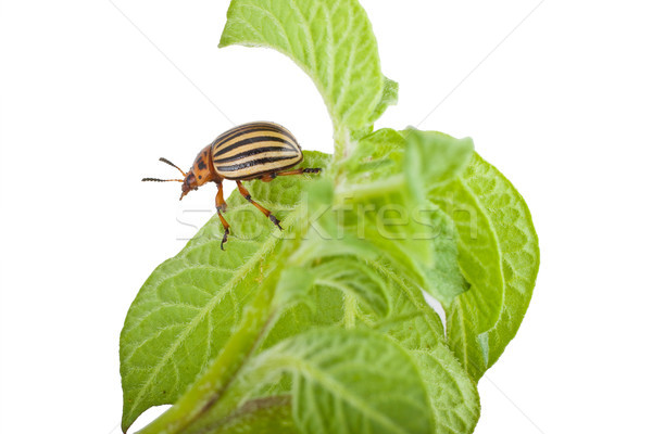 Colorado potato beetle Stock photo © bloodua
