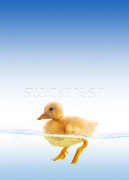 The yellow duckling swimming Stock photo © bloodua