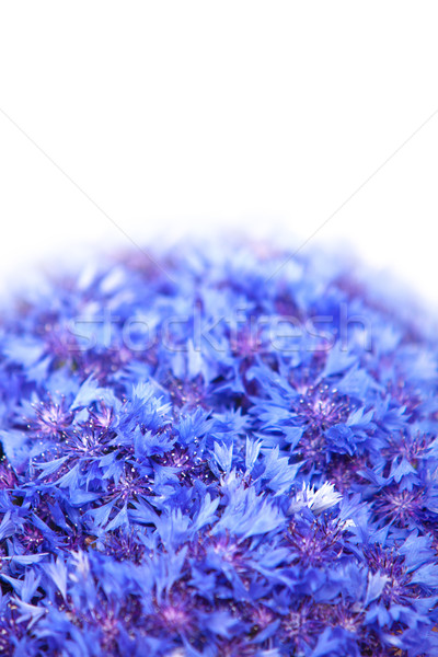 Piękna wiosennych kwiatów niebieski chaber kwiaty wzór Zdjęcia stock © bloodua