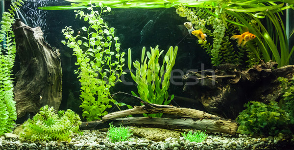 Apa dulce acvariu verde frumos tropical Imagine de stoc © bloodua