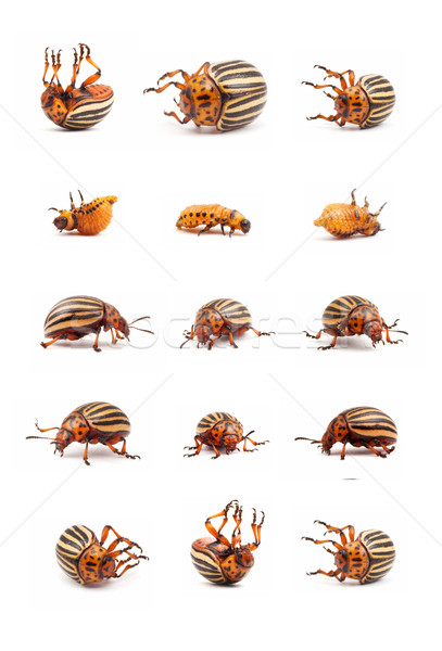 colorado potato beetles Stock photo © bloodua