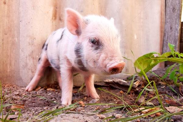 Close-up of a cute muddy piglet running around outdoors on the f Stock photo © bloodua