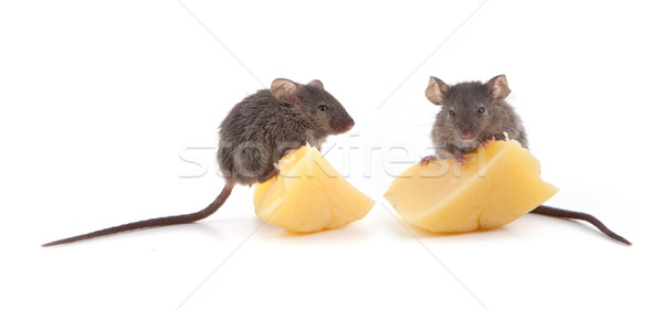 Mouse and cheese Stock photo © bloodua