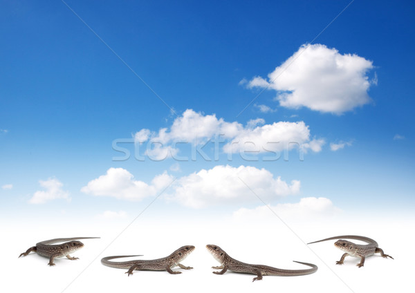 Lizards Stock photo © bloodua